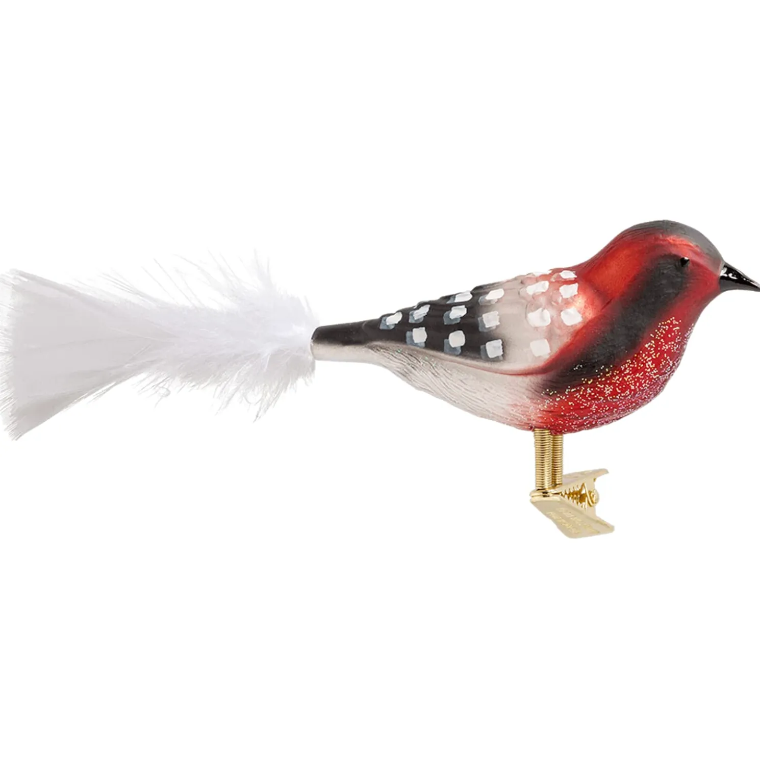 Glasvogel Rot-Schwarz-Weis